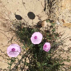 Convolvulus althaeoides althaeoides