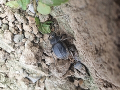 Pilobalia
