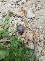 Pilobalia