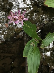 Tricyrtis formosana