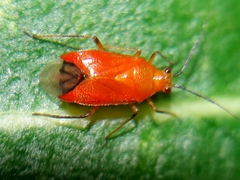Ambracius dufouri
