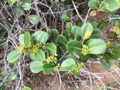 Salacia