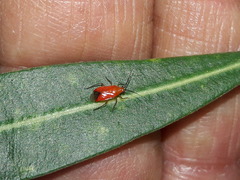 Ambracius dufouri