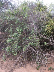 Salacia
