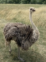 Struthioniformes
