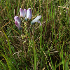 Ixia versicolor