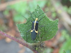 Hypselonotus linea
