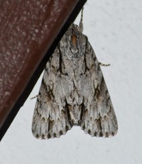 Acronicta thoracica