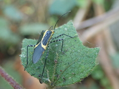 Hypselonotus linea