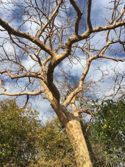 Commiphora stellulata