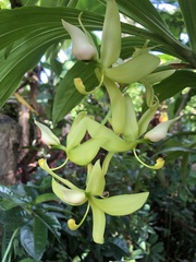Cycnoches