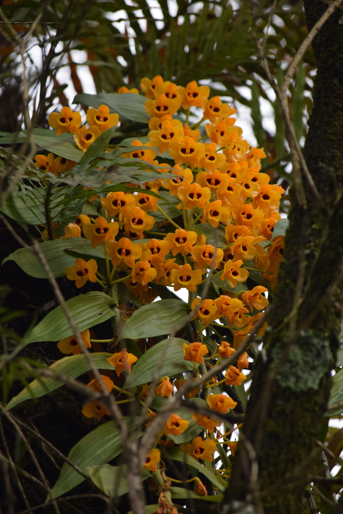 Dendrobium chrysanthum