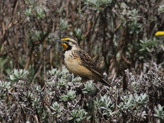 Macronyx flavicollis