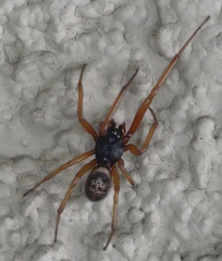 Steatoda nobilis