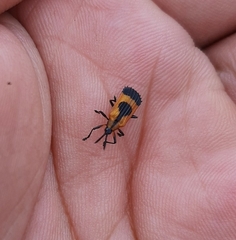 Oxychalepus balyanus