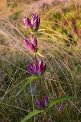 Gentiana pannonica