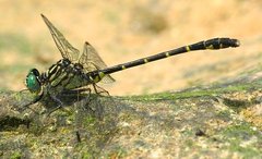 Stylogomphus sigmastylus