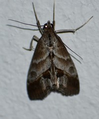 Evergestis triangulalis