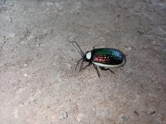 Asphaera albomarginata