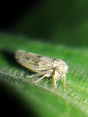 Agalliini