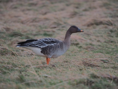 Ánsar campestre de la tundra (Anser serrirostris)