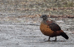 Galloperdix lunulata