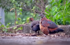 Galloperdix lunulata