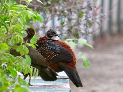 Galloperdix lunulata