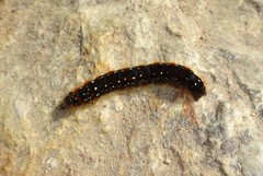 Eriogaster arbusculae