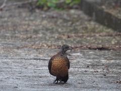 Galloperdix lunulata