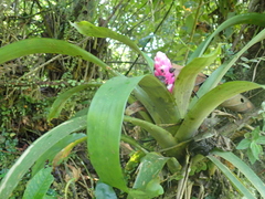 Guzmania remyi