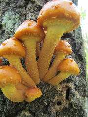 Pholiota adiposa