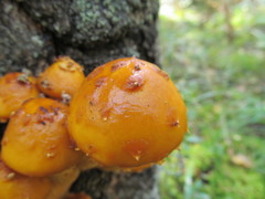 Pholiota adiposa