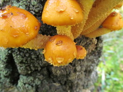 Pholiota adiposa