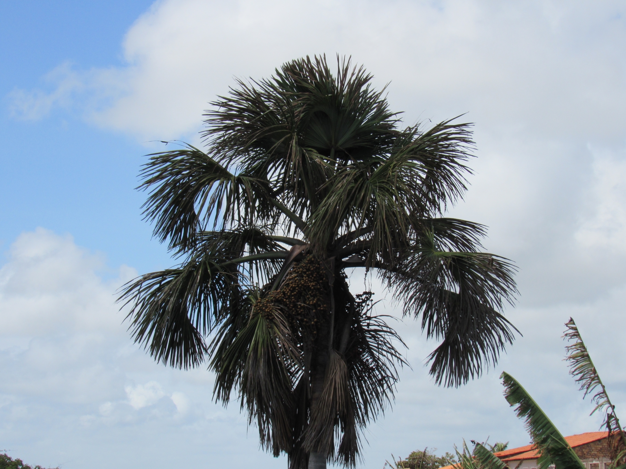 Mauritia flexuosa
