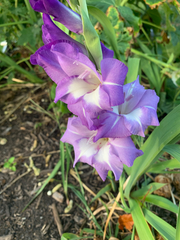 Gladiolus × hortulanus
