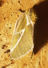 Syssphinx albolineata