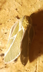 Syssphinx albolineata