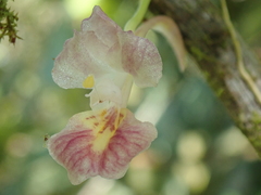 Rodriguezia lehmannii