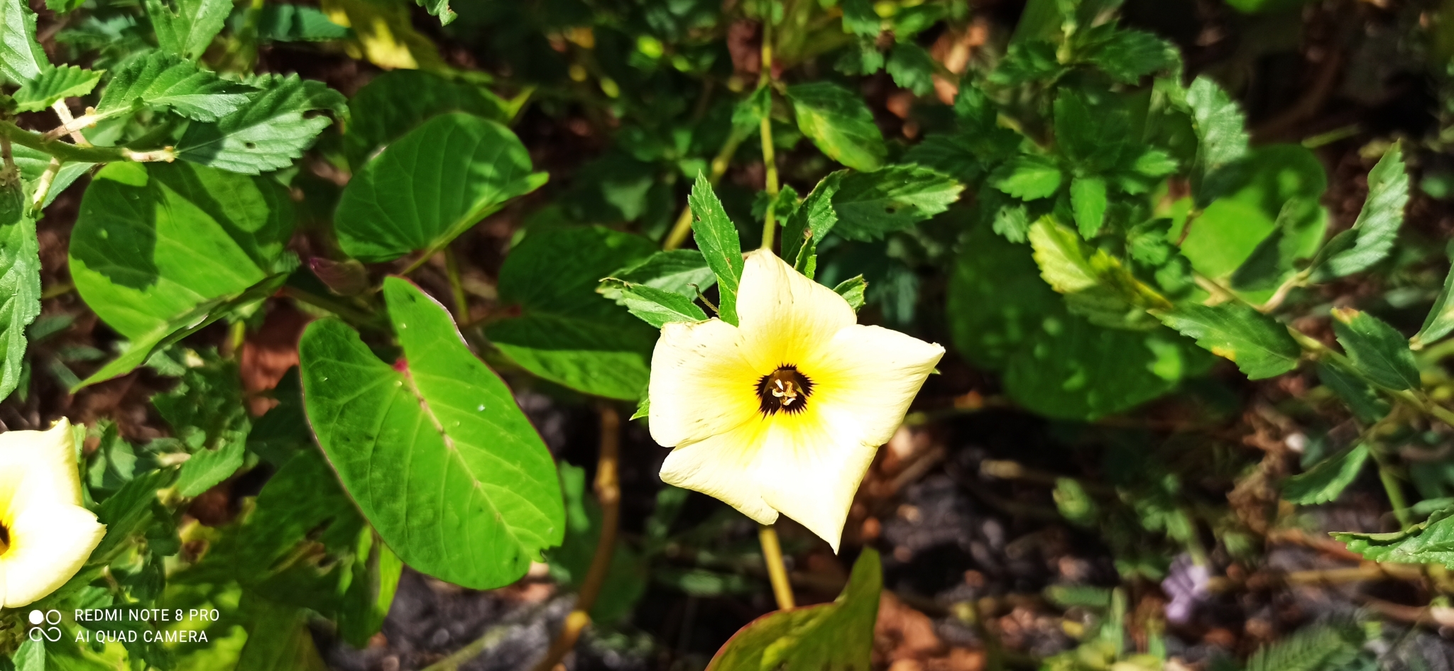 Turnera subulata