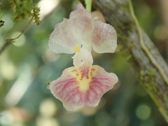 Rodriguezia lehmannii