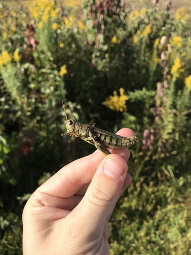 Differential grasshopper