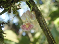 Rodriguezia lehmannii