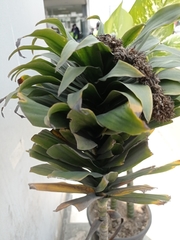 Dracaena fragrans compacta