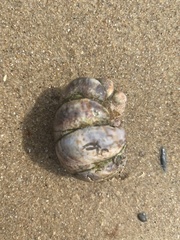 Crepidula fornicata