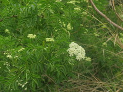 Sambucus australis
