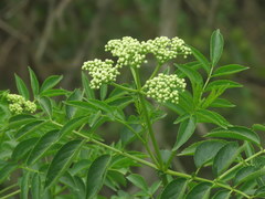 Sambucus australis