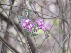 Lantana megapotamica