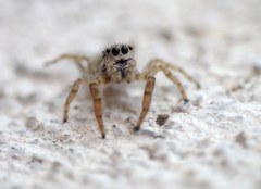 Pseudicius encarpatus