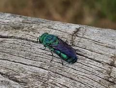 Chrysis nisseri